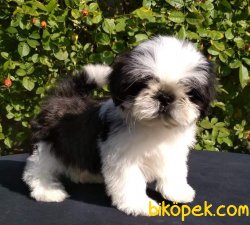SHIH TZU YAVRULARIMIZ 1