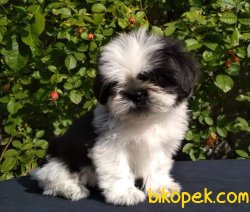 SHIH TZU YAVRULARIMIZ 2