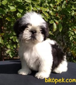 SHIH TZU YAVRULARIMIZ 3