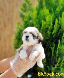 SHİH TZU YAVRULARIMIZ 3