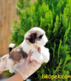SHİH TZU YAVRULARIMIZ 4