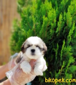 SHİH TZU YAVRULARIMIZ 1