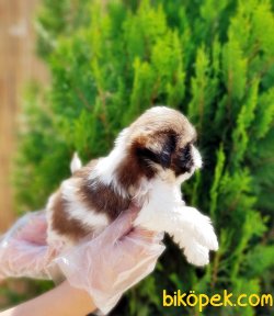 SHİH TZU YAVRULARIMIZ 2