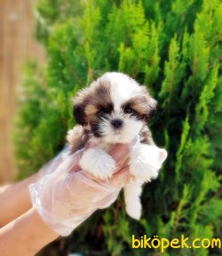 SHİH TZU YAVRULARIMIZ 5