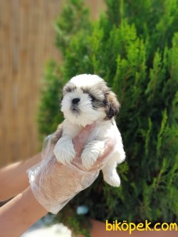 SHİH TZU YAVRULARIMIZ 2