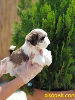 SHİH TZU YAVRULARIMIZ 4
