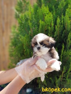 SHİH TZU YAVRULARIMIZ 3