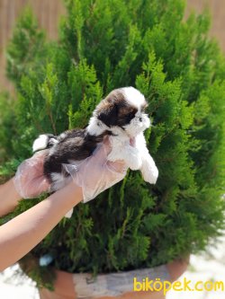 SHİH TZU YAVRULARIMIZ 5