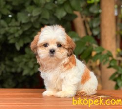 Shih Tzu Yavrularımız 1