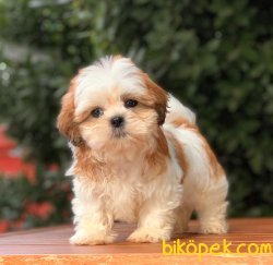 Shih Tzu Yavrularımız 3