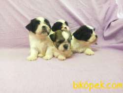 SHİH  TZU YAVRULARIMIZ 4