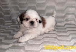 Shih Tzu Yavrularımız Yeni Ailelerini Bekliyor 1