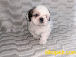 Shih Tzu Yavrularımız Yeni Ailelerini Bekliyor 2