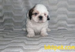 Shih Tzu Yavrularımız Yeni Ailelerini Bekliyor 3