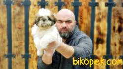 SHİH TZU YAVRUMUZ TESLİME HAZIR 4