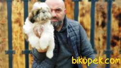 SHİH TZU YAVRUMUZ TESLİME HAZIR 2