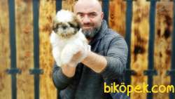SHİH TZU YAVRUMUZ TESLİME HAZIR 1