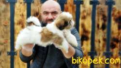 SHİH TZU YAVRUMUZ TESLİME HAZIR 3