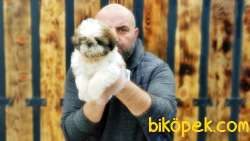 SHİH TZU YAVRUMUZ TESLİME HAZIR 5