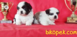 SHİH TZU YAVRUSU 2