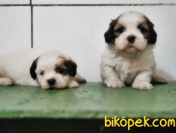SHİH TZU YAVRUSU 2