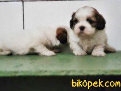 SHİH TZU YAVRUSU 3