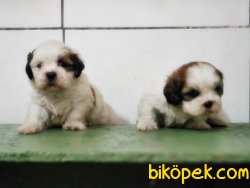 SHİH TZU YAVRUSU 1