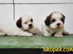 SHİH TZU YAVRUSU 4