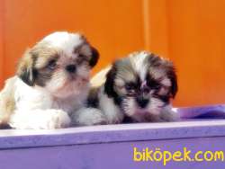SHİH TZU YAVRUSU 5