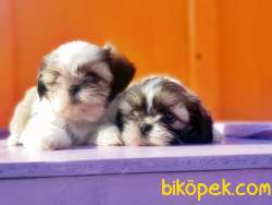 SHİH TZU YAVRUSU 2