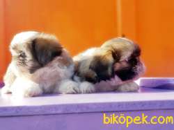SHİH TZU YAVRUSU 4