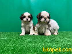 SHİH TZU YAVRUSU 2