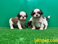 SHİH TZU YAVRUSU 5