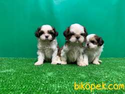 SHİH TZU YAVRUSU 4