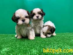SHİH TZU YAVRUSU 3