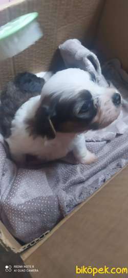 Shihtzu 7 Aylik 1