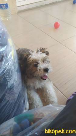 Shihtzu 7 Aylik 3