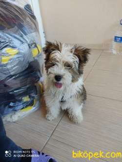 Shihtzu 7 Aylik 2