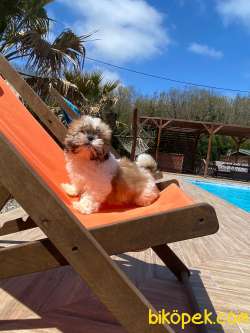 Shihtzu Bebeklerimiz 4