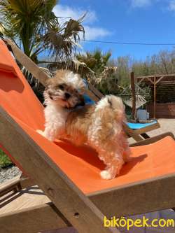 Shihtzu Bebeklerimiz 3