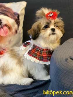 Shihtzu Bebeklerimiz 3