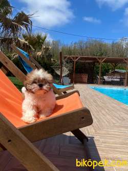 Shihtzu Bebeklerimiz 5