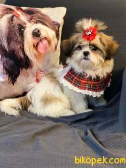 Shihtzu Bebeklerimiz 2