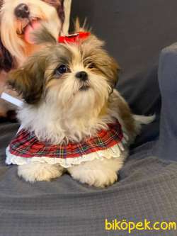 Shihtzu Bebeklerimiz