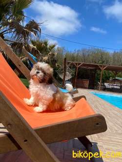 Shihtzu Bebeklerimiz 2
