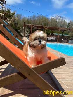 Shihtzu Bebeklerimiz