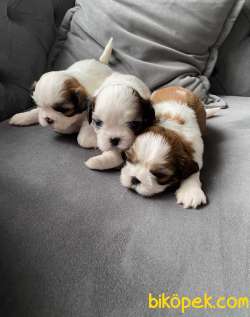 ShihTzu Ev Doğumlu Yavrularım 3
