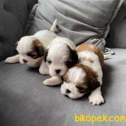 ShihTzu Ev Doğumlu Yavrularım 1