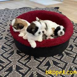 ShihTzu Ev Doğumlu Yavrularım 2
