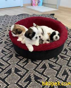 ShihTzu Ev Doğumlu Yavrularım 4